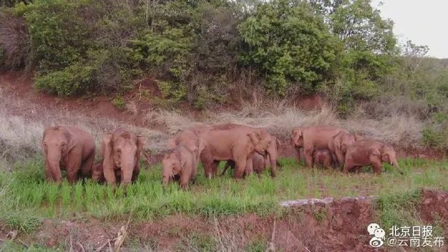 共同富裕|无人机拍下野象群睡觉休息画面 挤在一堆象宝宝睡中间