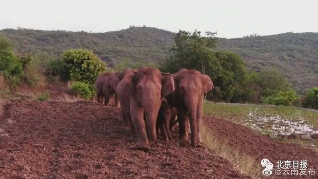 共同富裕|无人机拍下野象群睡觉休息画面 挤在一堆象宝宝睡中间