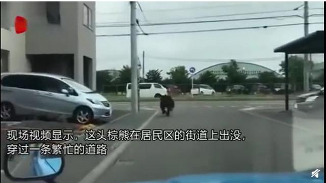 熊出没|连伤4人！日本街头熊出没，猎人射杀了这头棕熊