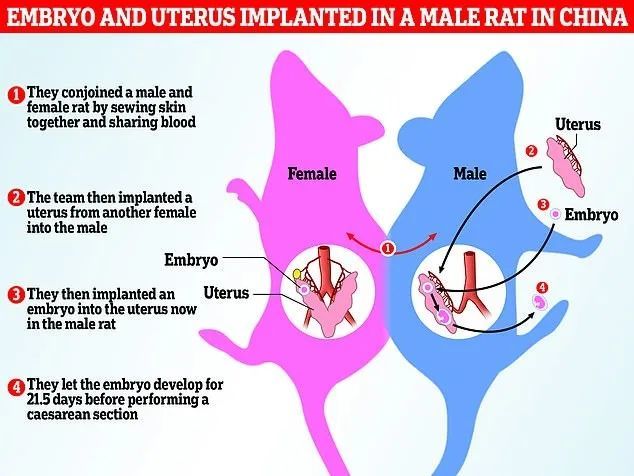 图源|顺利诞下10只健康幼崽！中国科学家成功让公鼠怀孕，为全球首次