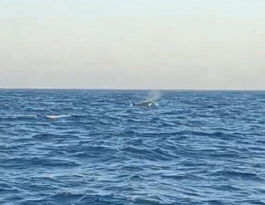 虎鲸|专家确认它们是虎鲸，三头巨型海兽浮出辽宁海域