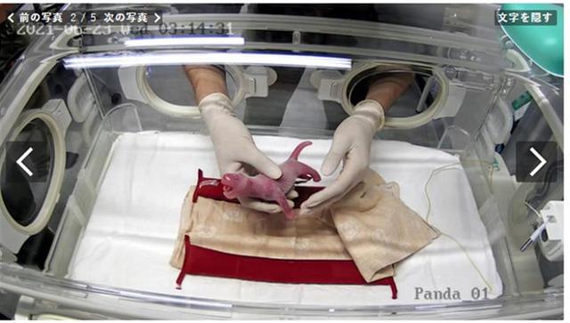 香香|一次得俩！旅日大熊猫真真生下双胞胎