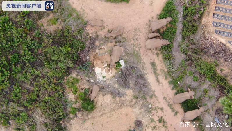 后勤保障|象群长途跋涉中如何＂花式补给＂?&nbsp; 喝水有两种解锁方式