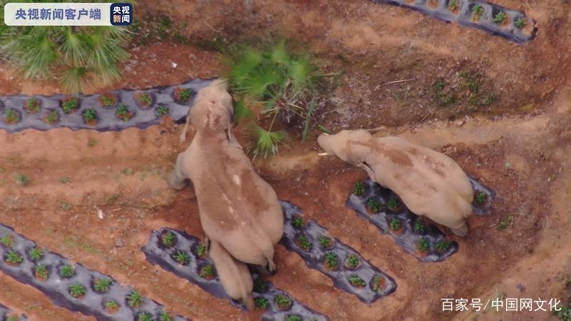 后勤保障|象群长途跋涉中如何＂花式补给＂?&nbsp; 喝水有两种解锁方式