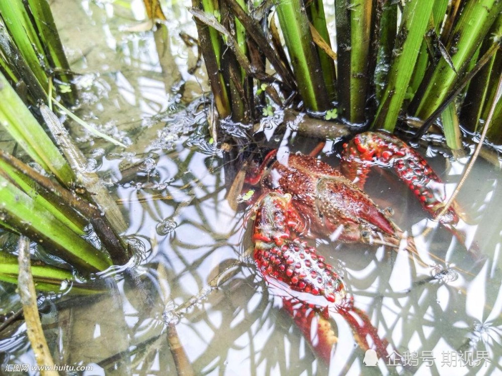 食用|食用死亡2小时以上小龙虾易中毒 网友:吃完就拉肚子找到原因了