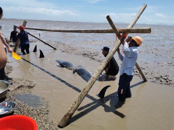 遮阳伞|12头疑似鲸豚搁浅浙江海域 已成功营救10头