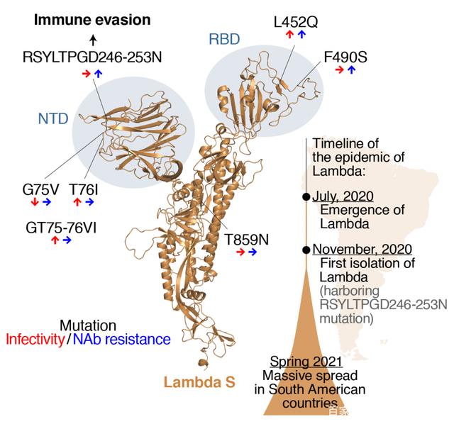 传染性|最危险的突变株拉姆达出现? 秘鲁超过80%因此感染死亡率世界第一