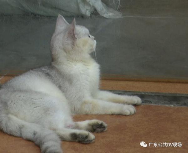 小女孩|东莞一女孩宠物店推门夹死小猫，店长发声：已报警