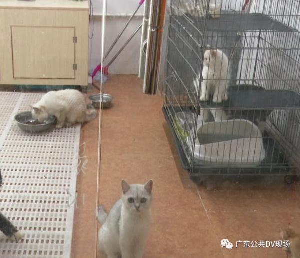 小女孩|东莞一女孩宠物店推门夹死小猫，店长发声：已报警