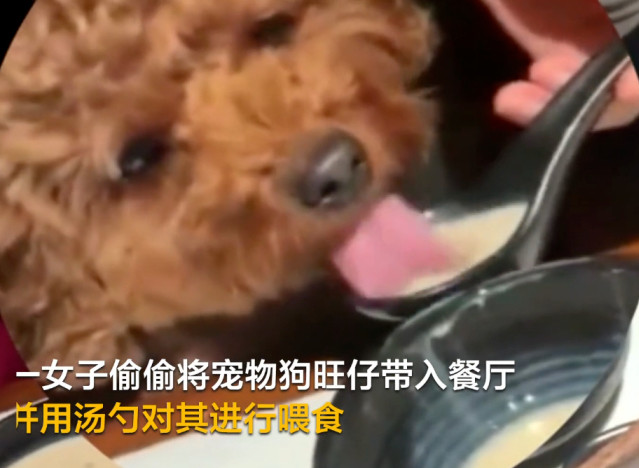 宠物狗|女子用餐厅勺子喂宠物狗 事后发朋友圈炫耀