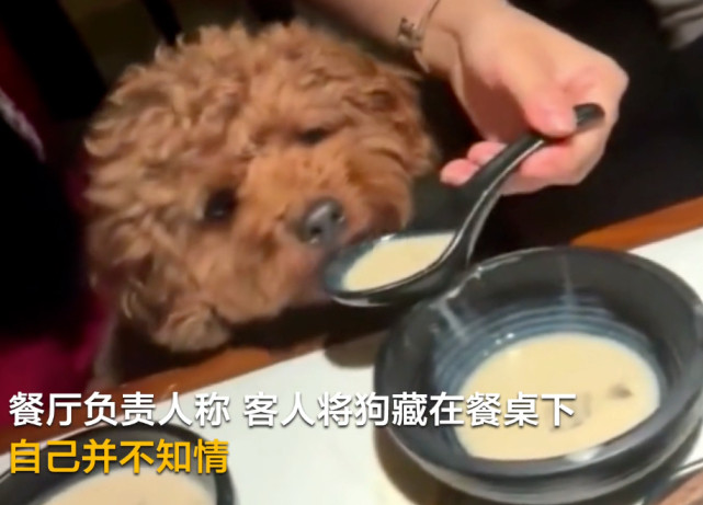 宠物狗|女子用餐厅勺子喂宠物狗 事后发朋友圈炫耀