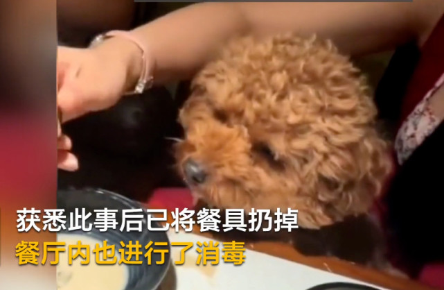 宠物狗|女子用餐厅勺子喂宠物狗 事后发朋友圈炫耀