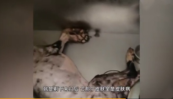 情侣|愤怒！南京90后情侣退房后把边牧遗弃在出租屋，毛里面竟然还有蛆