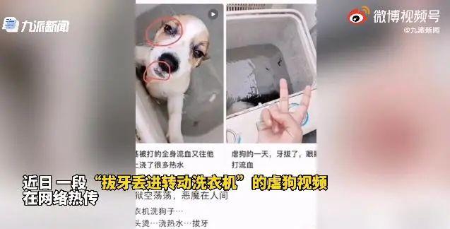 雷某阳|警方回应学生用洗衣机搅洗柯基犬 在网络平台直播虐待小动物