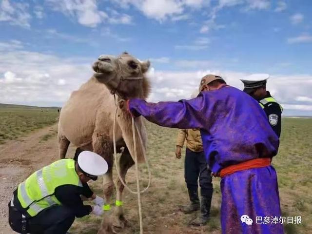 巴彦淖尔|内蒙古巴彦淖尔为骆驼戴上反光腿带 预防车祸