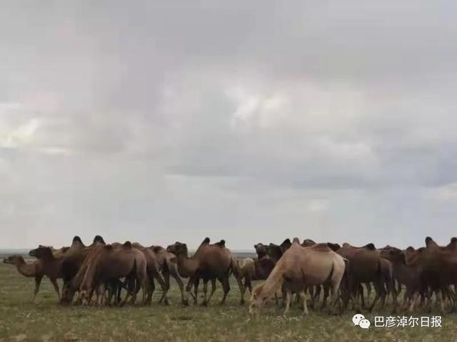 巴彦淖尔|内蒙古巴彦淖尔为骆驼戴上反光腿带 预防车祸