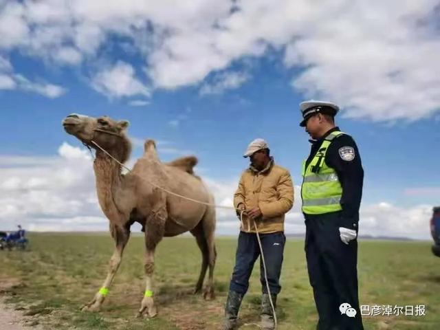 巴彦淖尔|内蒙古巴彦淖尔为骆驼戴上反光腿带 预防车祸