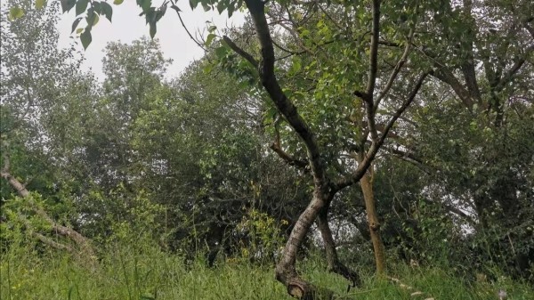 被害人|甘肃9岁男童杀7岁女童案疑点重重 存疑的证人证言