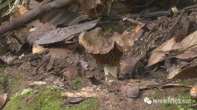 羊肚菌|警惕，长这样的菌菇别碰！广东祖孙3人食用毒蘑菇致死