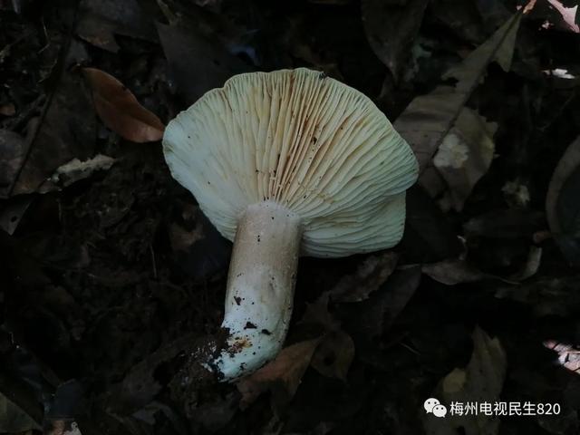 羊肚菌|警惕，长这样的菌菇别碰！广东祖孙3人食用毒蘑菇致死