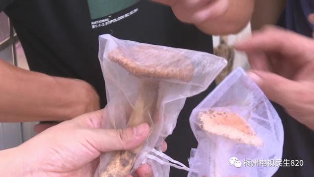 羊肚菌|警惕，长这样的菌菇别碰！广东祖孙3人食用毒蘑菇致死
