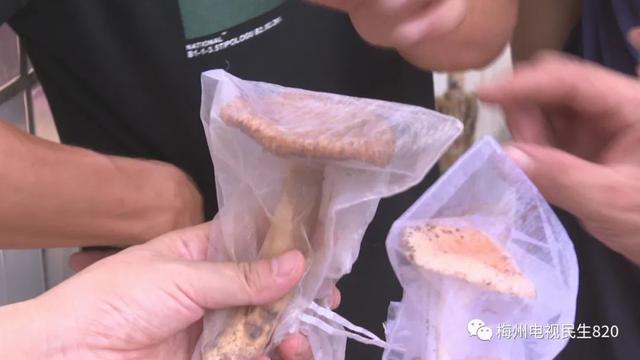 羊肚菌|广东祖孙3人食用毒蘑菇致死 专家提醒:勿采勿食勿碰