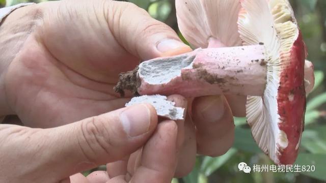 羊肚菌|广东祖孙3人食用毒蘑菇致死 专家提醒:勿采勿食勿碰