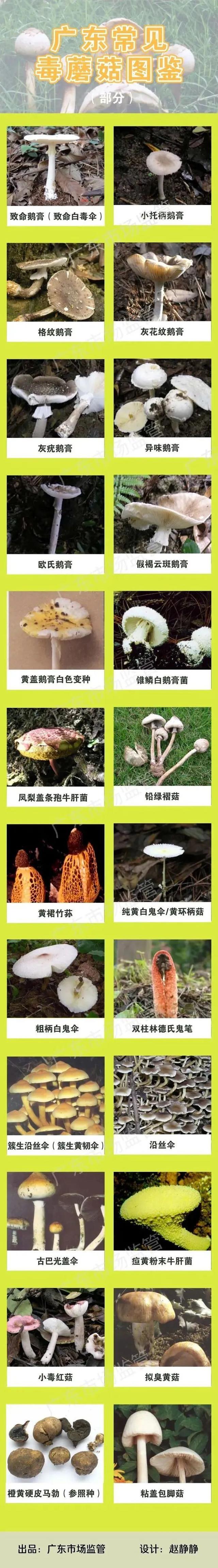 羊肚菌|广东祖孙3人食用毒蘑菇致死 专家提醒:勿采勿食勿碰