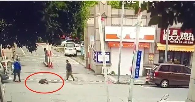 处分|当事协管员被解除劳动关系、多人被处分！南通通报协管员拎摔卖菜老太