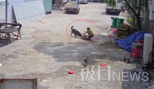 犬咬伤|老太被恶犬咬死 家属不同意10万赔偿:一定要给母亲讨一个公道