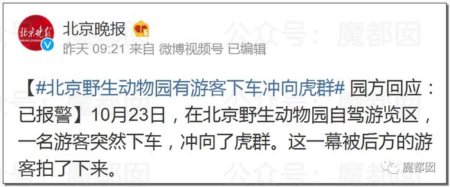 白虎|傻眼！北京野生动物园一游客违规下车，与虎群对峙挑衅被刑拘