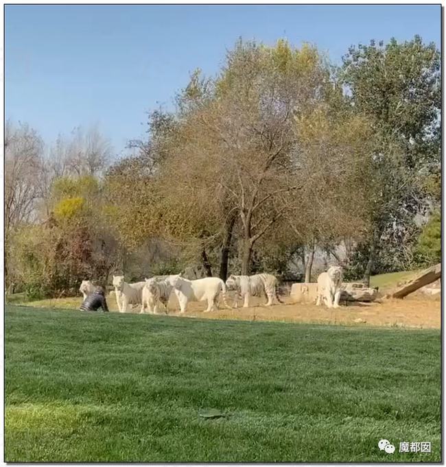 白虎|傻眼！北京野生动物园一游客违规下车，与虎群对峙挑衅被刑拘