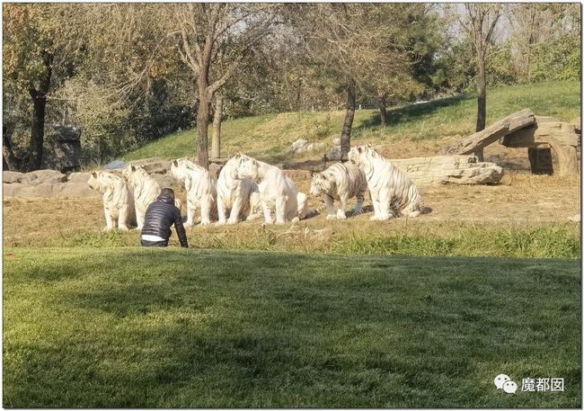 白虎|傻眼！北京野生动物园一游客违规下车，与虎群对峙挑衅被刑拘