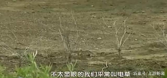 白虎|游客下车挑衅11只白虎:草坪藏电草 还曾有游客下车强行拿走天鹅蛋