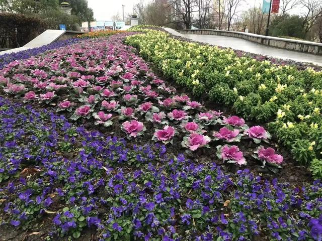 探索矮脚开花蔬菜盛装上线来看羽衣甘蓝如何装扮申城街头