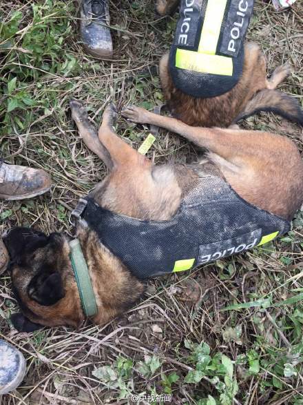 深圳滑坡救援现场 救援人员和搜救犬席地而睡