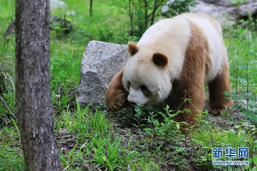罕见棕色大熊猫在野化培训中度过寒冬
