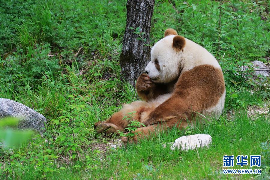 罕见棕色大熊猫在野化培训中度过寒冬