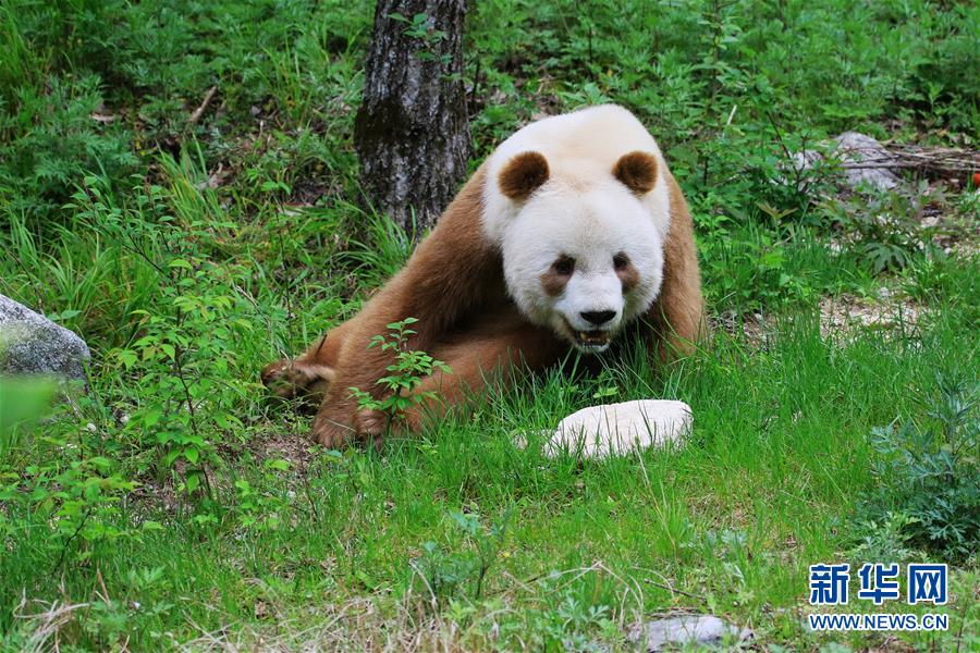 罕见棕色大熊猫在野化培训中度过寒冬