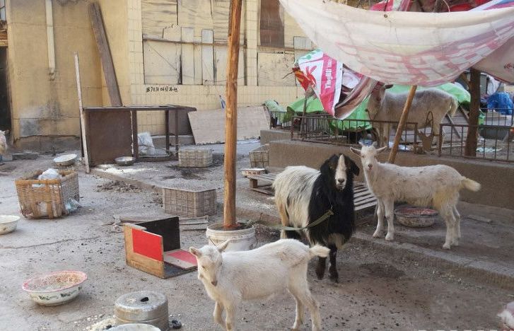 济南“任性”房主在小区养羊遭居民吐槽