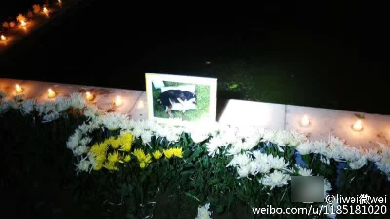 小狗被公园保安驱赶打死 爱狗者祭奠播经文超度