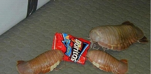 惊世骇俗的巨型生物。