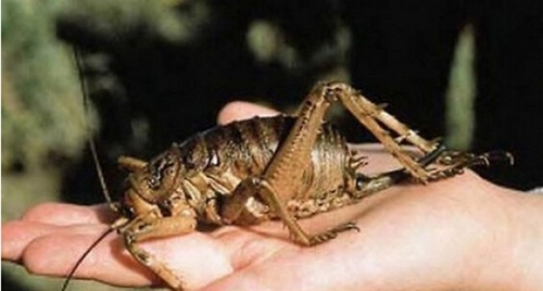 惊世骇俗的巨型生物。