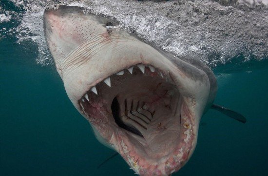 十大恐怖鲨鱼图片图片