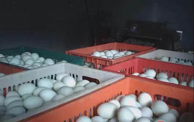 广东月饼黑作坊：咸蛋黄工业盐腌制