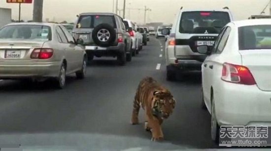 老虎高速散步吓得司机扣紧门窗 结局意外！