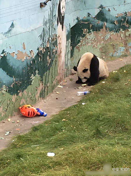 它可能是世界上最惨的熊猫