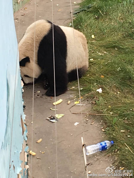 它可能是世界上最惨的熊猫