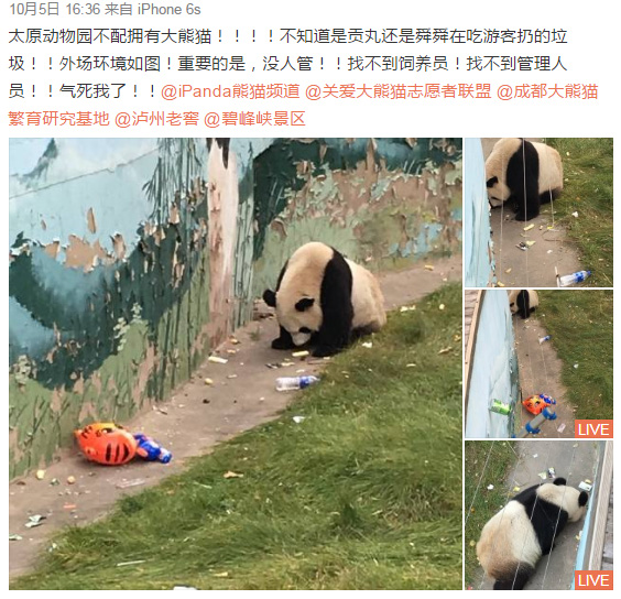 它可能是世界上最惨的熊猫