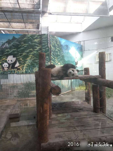 它可能是世界上最惨的熊猫
